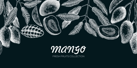 Mango banner on chalkboard. Exotic fruit hand-drawn vector illustration. Mango fruit, tree branches, leaves sketches on chalkboard. Vintage frame, juice packaging. Healthy food background